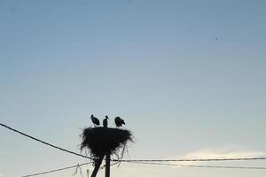 Storks in the nest silhouettes of birds against light blue sky near electric wires photo