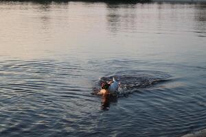 Jack Russell on the Lake. Bathing dogs in open water photo