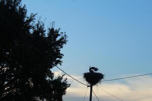 Silhouettes of storksb tree against a blue sky. Flora and fauna in the city photo
