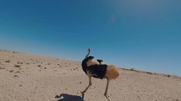 Ostrich Running in Open Area Fpv Shot video