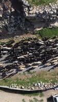 Drone image goats moving flocks video