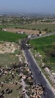 Wandering goat drone highway video