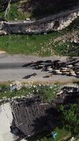 Drone image nomadic shepherd goats video