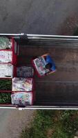 Agricultural workers loading crates trucks video