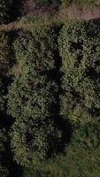 drone view of fruit trees video