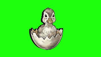 green screen animated 3d duck hatching icon video