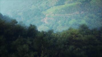 Blurry Forest With Mountain in Background video