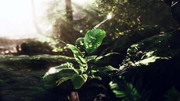 Vibrant Green Plant Thriving in Misty Tropical Forest video