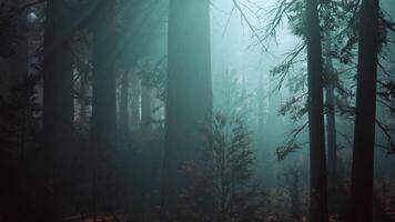 Majestic Sequoia Forest With Towering Trees video
