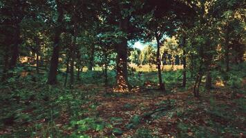 A forest filled with lots of trees and grass. dark forest video