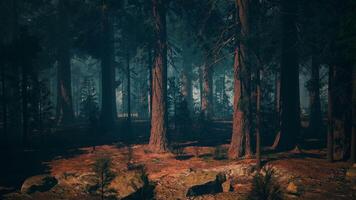 Sequoia Forest, Majestic Grove of Tall Trees video