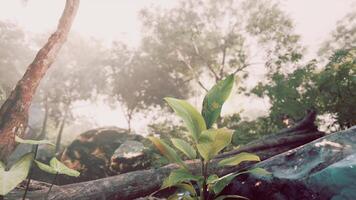 Small Tree Grows From Rock video