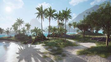 Tranquil tropical beach at midday with lush palm trees and serene waters video