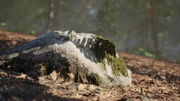Moss covered rock with leaf litter in a serene forest environment video