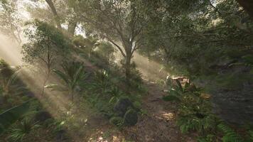 Sunlight filters through lush trees in a tranquil forest during the morning video