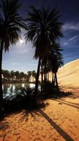 Sun Shining Through Palm Trees on Sandy Beach video