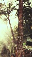 Misty Forest Scene at Dawn With Sunlight Filtering Through video