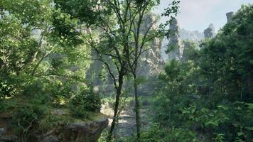 A vibrant jungle with lush green foliage and a canopy of trees. mountain path video