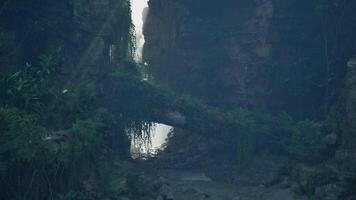 A dense forest with vibrant green foliage and towering trees. mountain path video