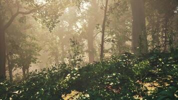 Forest of Trees illuminated by sunbeams through fog video