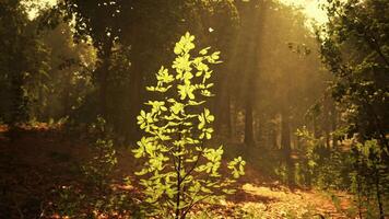 pequeno árvore no meio floresta video