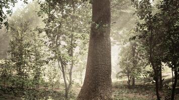 A large tree in the middle of a forest video