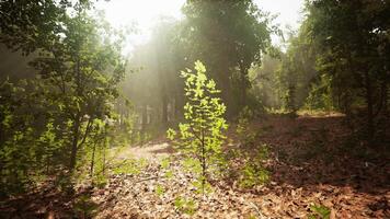 The sun is shining through the trees in the woods video