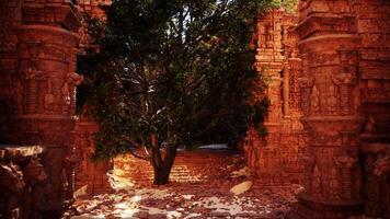 Tree Growing in Stone Structure video