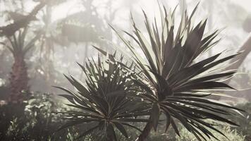 A palm tree in the middle of a forest video