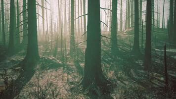 A forest filled with lots of tall trees video