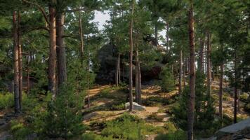 A group of trees that are next to a hill video