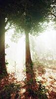 Rays of bursting sunlight in a misty forest video