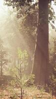 Rays of sunlight in a misty forest in autumn create a magical mood video