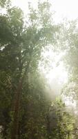 Rays of sunlight in a misty forest in autumn create a magical mood video