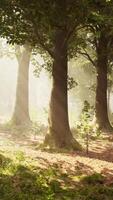 Rays of sunlight in a misty forest in autumn create a magical mood video