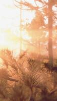 Sunset rays through pine branches video