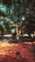 Trees and stones in Australian desert video