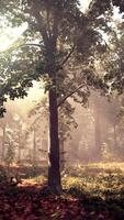 sun's rays break through the branches of trees glowing in the morning fog video