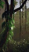 Tree With Vines Hanging From Branches video