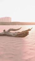 piece of an old root is lying in the sand of the beach video