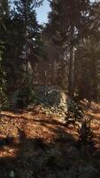 View in to tall pine trees on a summers day video