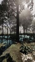 Rays of light falling through the mist and trees in the swamp video