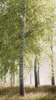 lever ou coucher de soleil dans une forêt de bouleaux au printemps avec des rayons de soleil qui brillent video