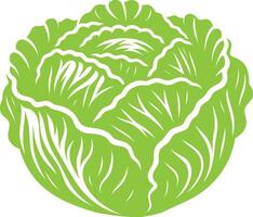 Natural and fresh cabbage illustration on a crisp white backdrop vector