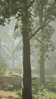 Rays of sunlight in a misty forest in autumn create a magical mood video