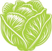 Healthy green cabbage illustration on a white surface vector