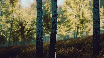Group of Birch Trees Standing in Grass video