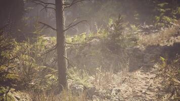 Forest pathway in Canada during morning light surrounded by greenery video