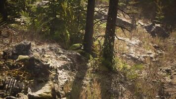 Lush forest landscape in Alaska with vibrant ferns and rocky terrain video