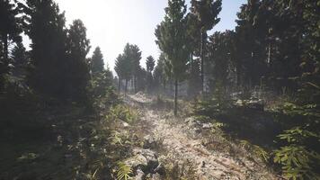 Enchanted forest path in Finland surrounded by tall trees and sunlight video